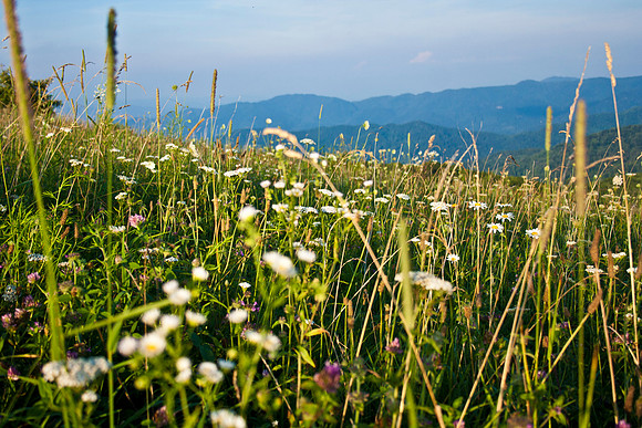 Max Patch Hike, NC