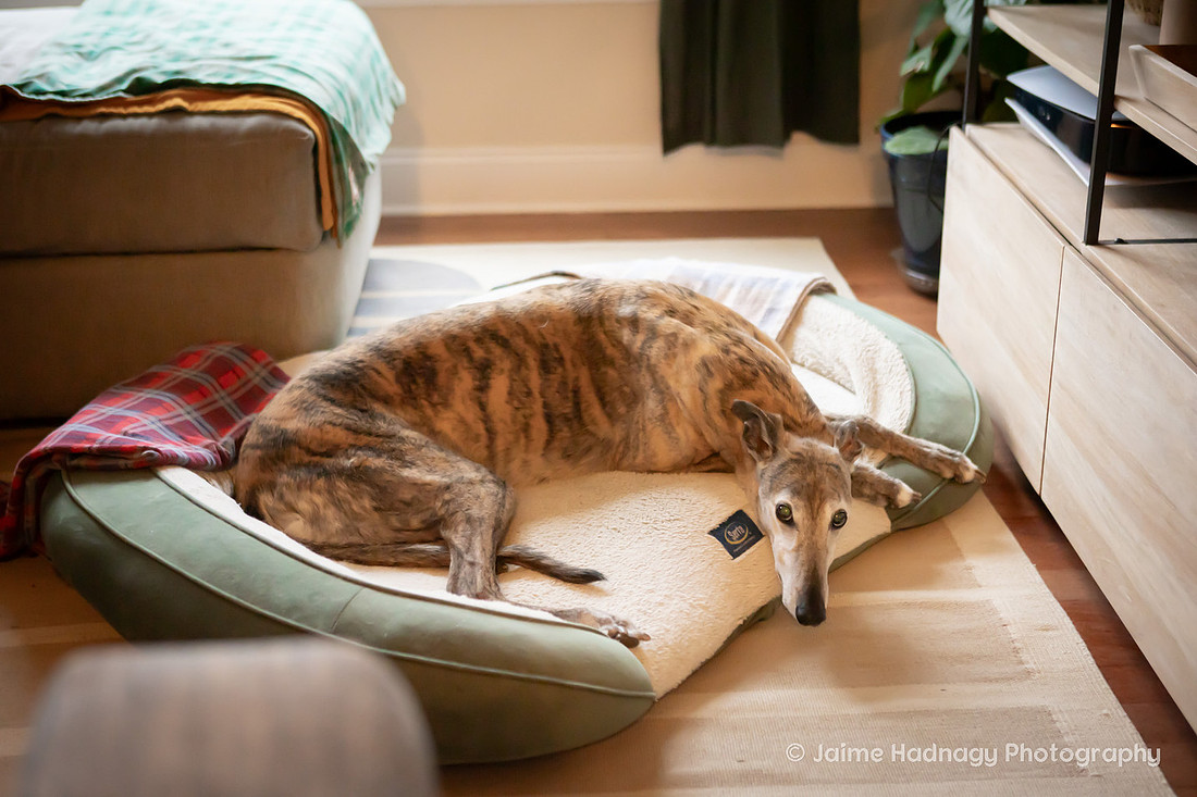 Senior Greyhound Photoshoot | Asheville dog Photographer