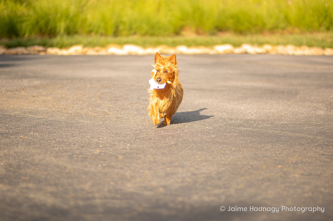 Pet Photography | Asheville Dog Photographer