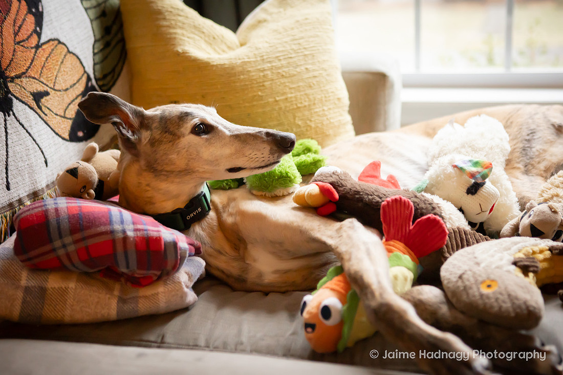 End of Life Photoshoot for Senior Dog | Asheville Pet Photographer