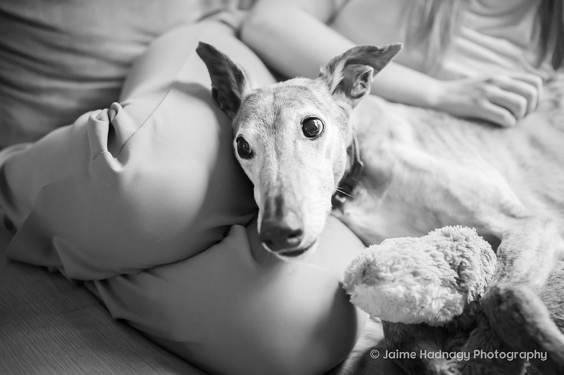 In Home Senior Dog Photo Session | Black Mountain NC Pet Photographer