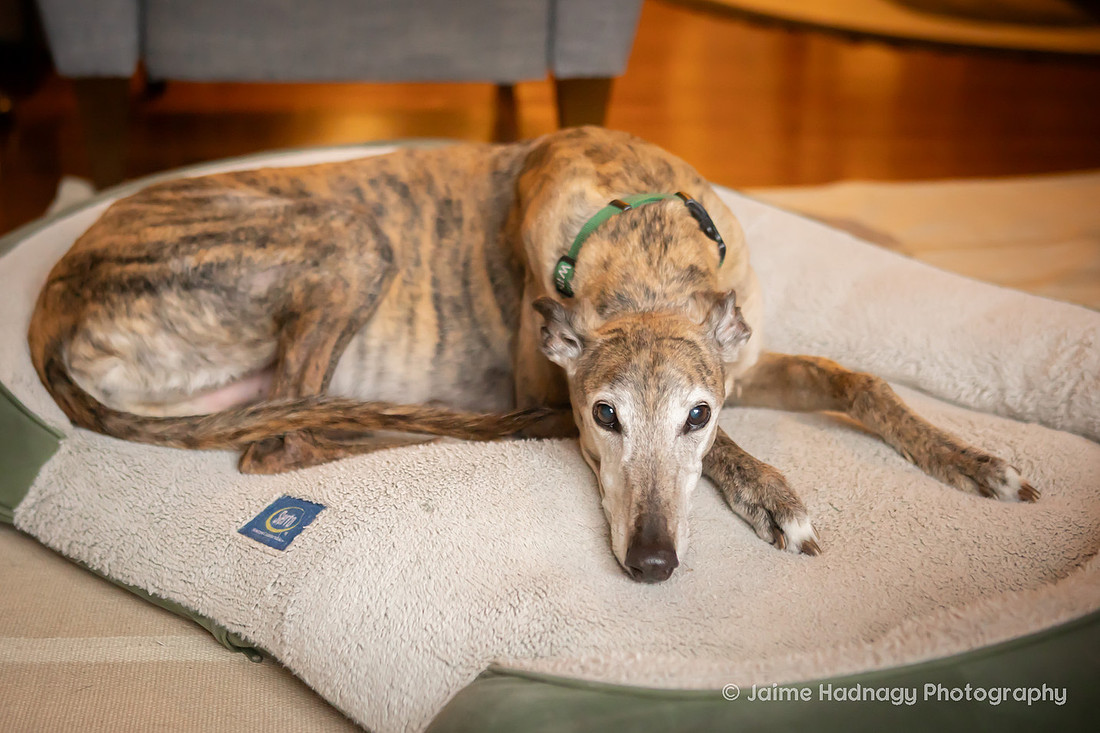 End of Life Photoshoot for Senior Dog | Asheville Pet Photographer