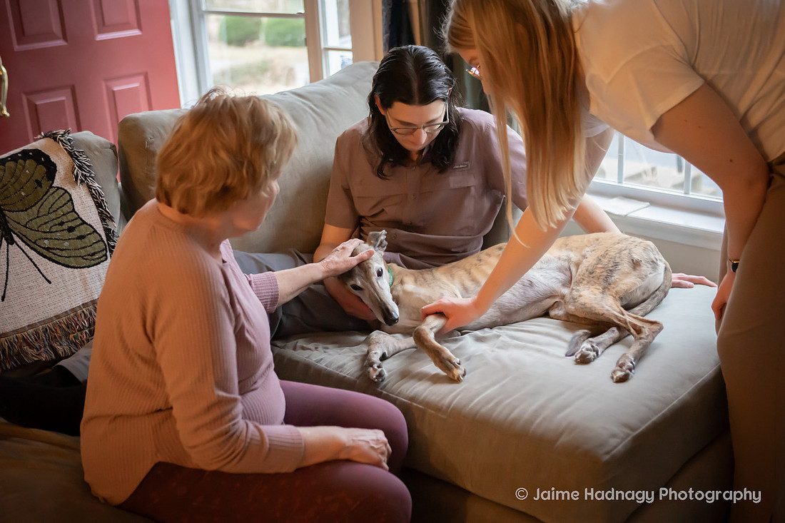Family Dog Photoshoot in Home | Asheville Pet Photographer