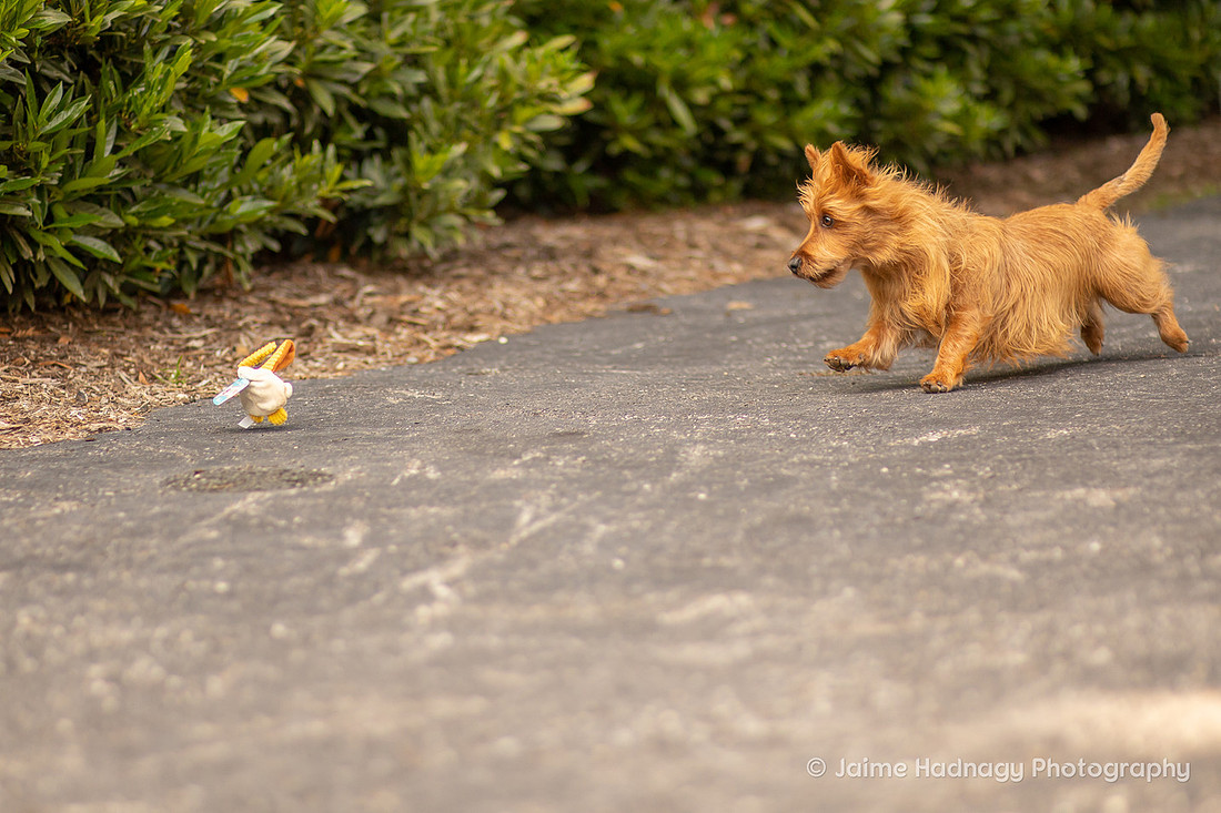 Pet Photography | Asheville Dog Photographer