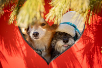 Yoshi & Jada Christmas Photos 2023