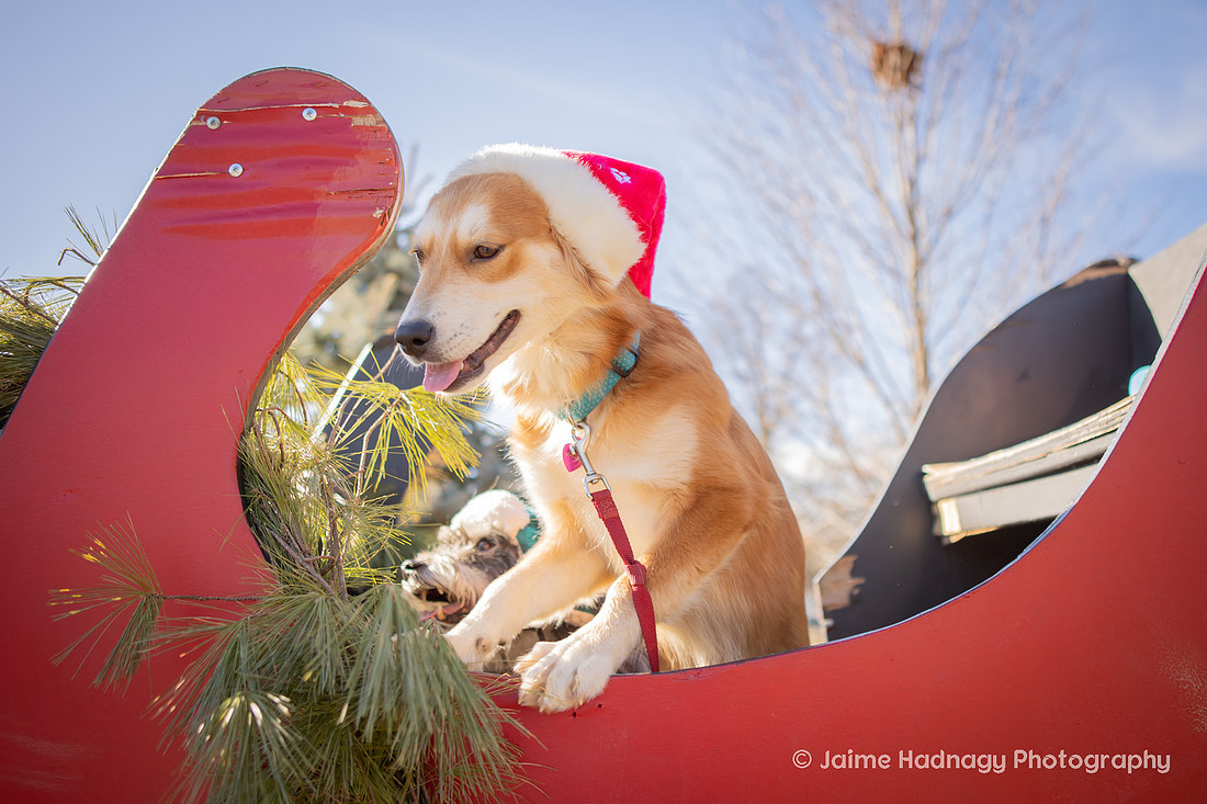 Christmas Photos With Dogs Black Mountain