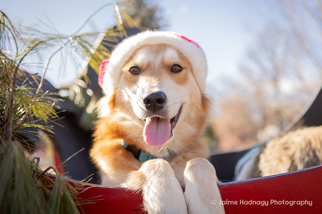 Christmas Photos With Dogs Black Mountain
