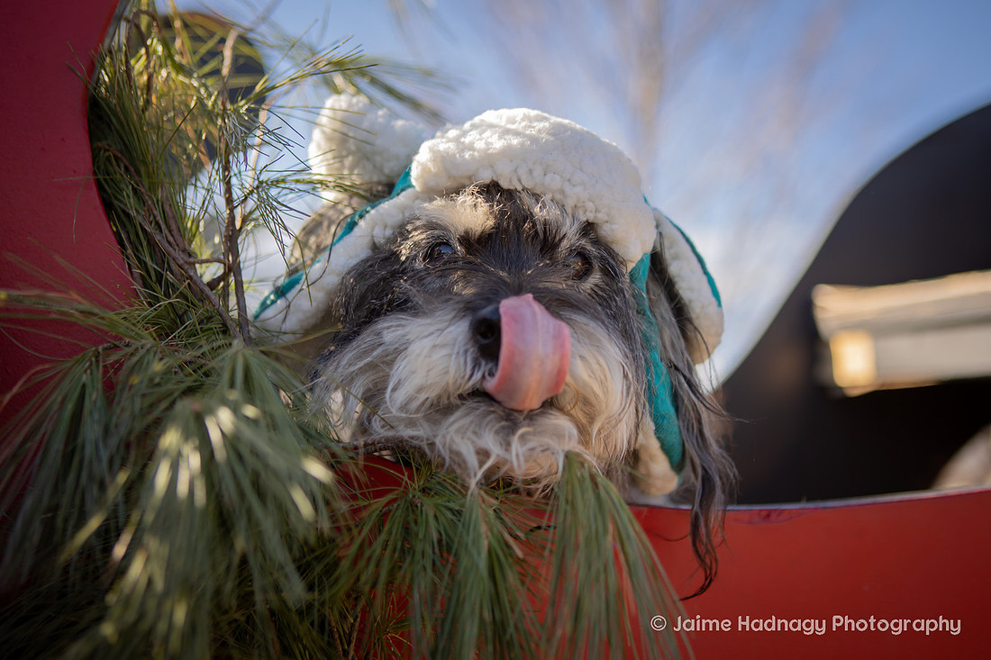 Christmas Photos With Dogs Black Mountain