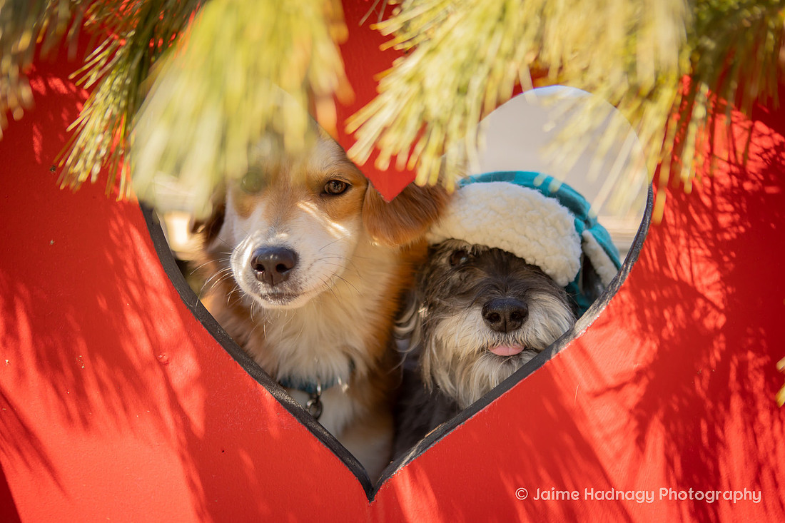 Christmas Photos With Dogs Black Mountain