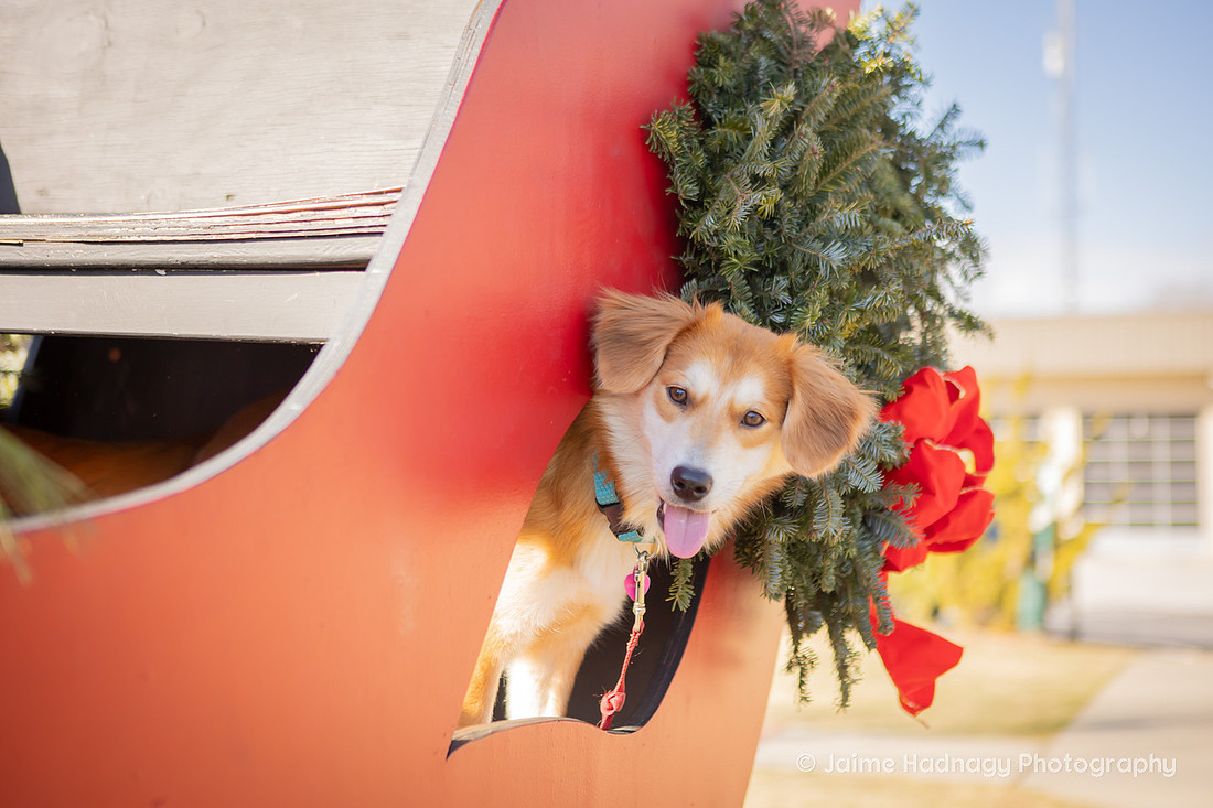Christmas Photos With Dogs Black Mountain