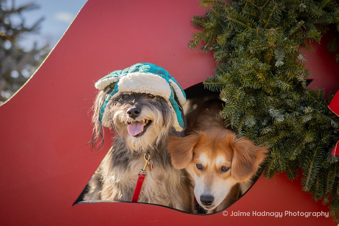 Christmas Photos With Dogs Black Mountain