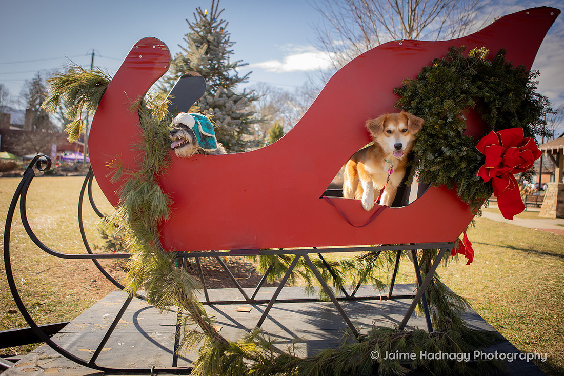 Christmas Photos With Dogs Black Mountain