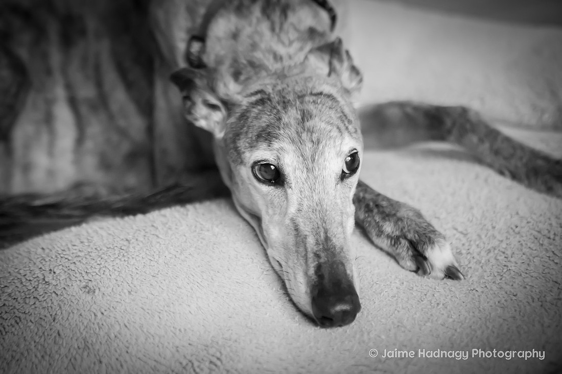 End of Life Photoshoot for Senior Dog | Asheville Pet Photographer