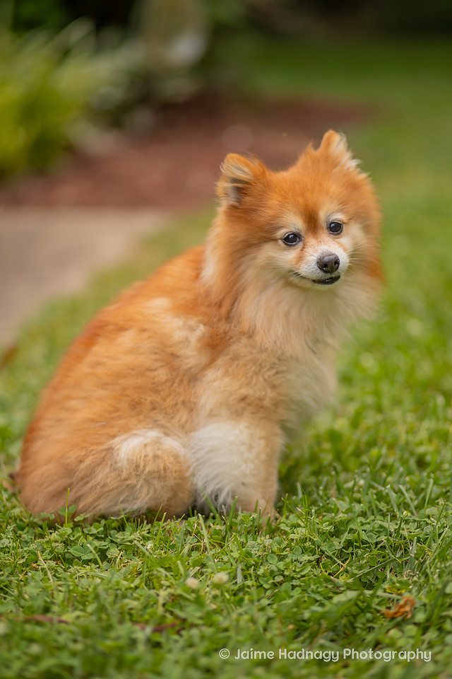Pomeranian Photo Session at Home | Asheville Dog Photographer