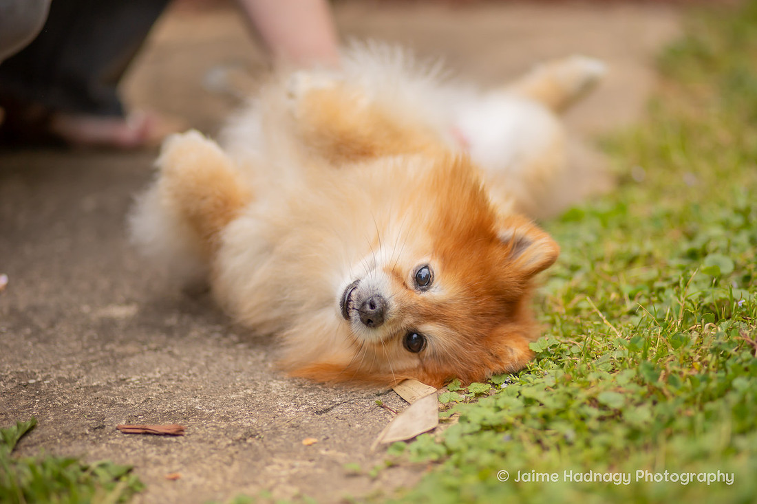 Pomeranian Photo Session at Home | Asheville Dog Photographer