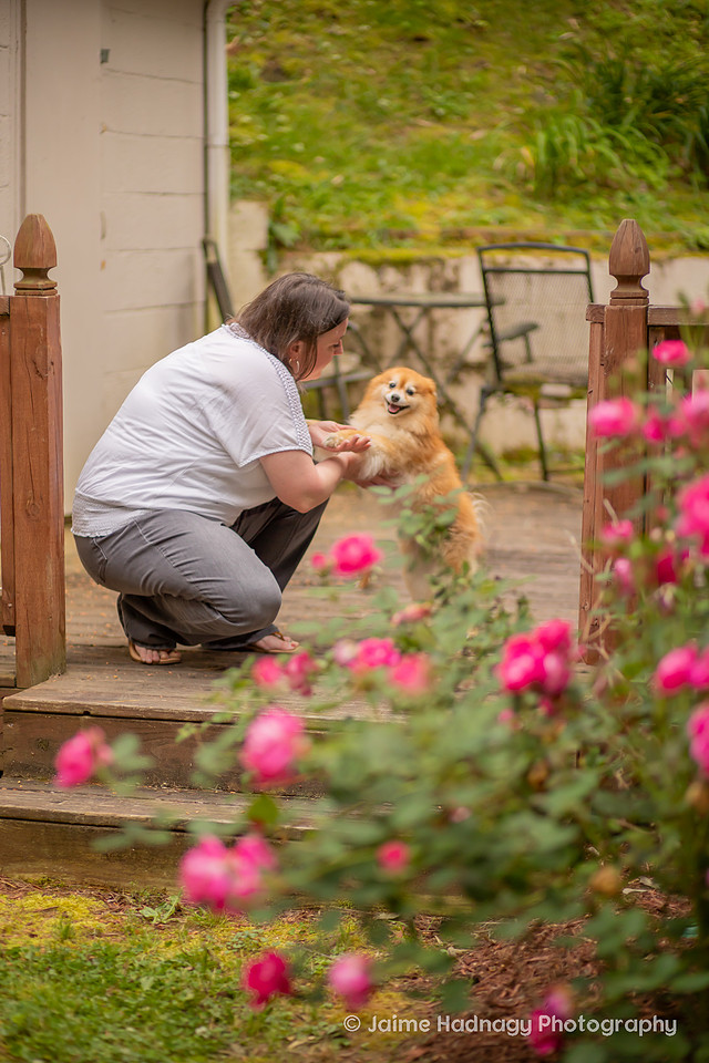 Pomeranian Photo Session at Home | Asheville Dog Photographer