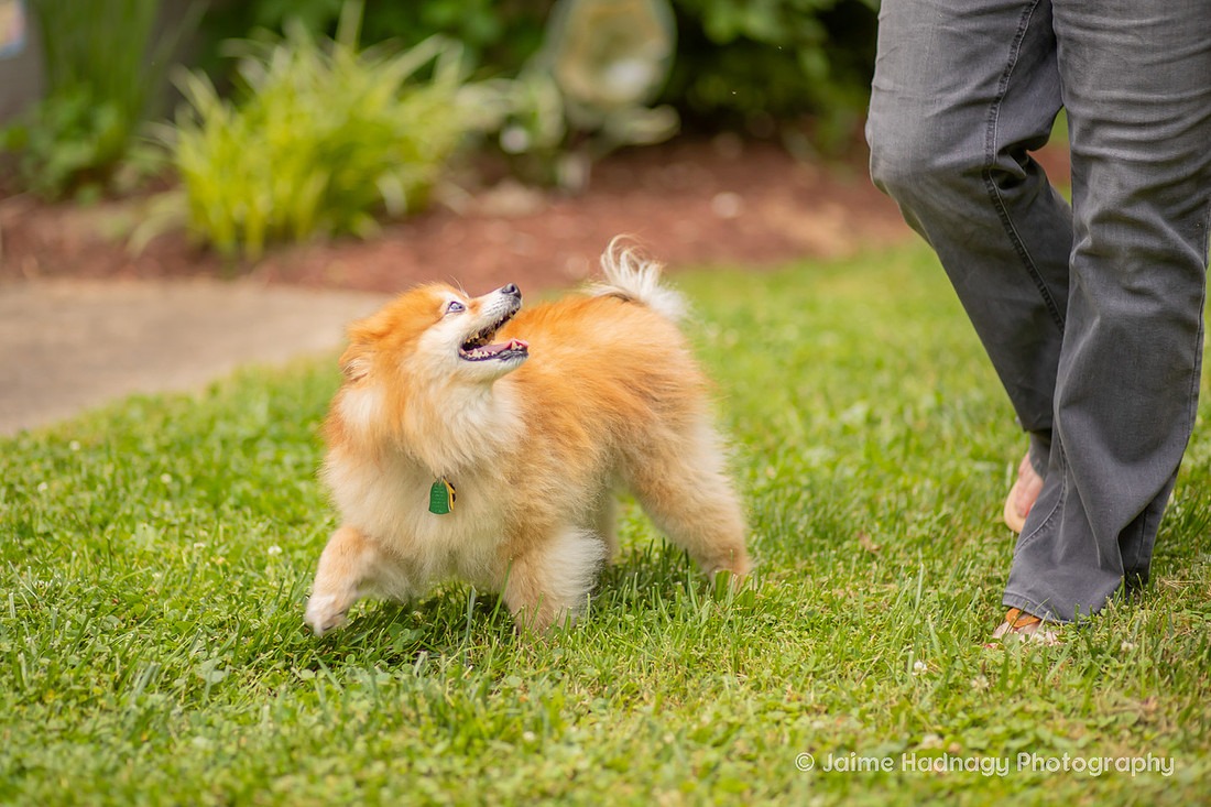 Love between a woman and her dog | Asheville Pet Photographer