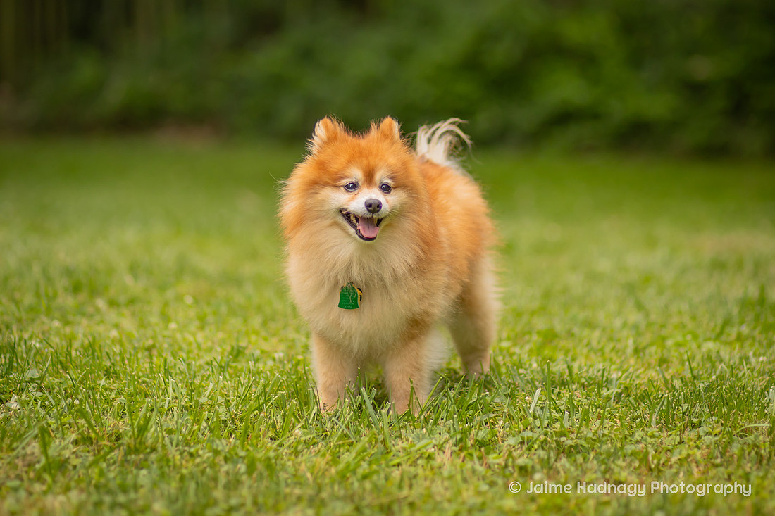 Love between a woman and her dog | Asheville Pet Photographer