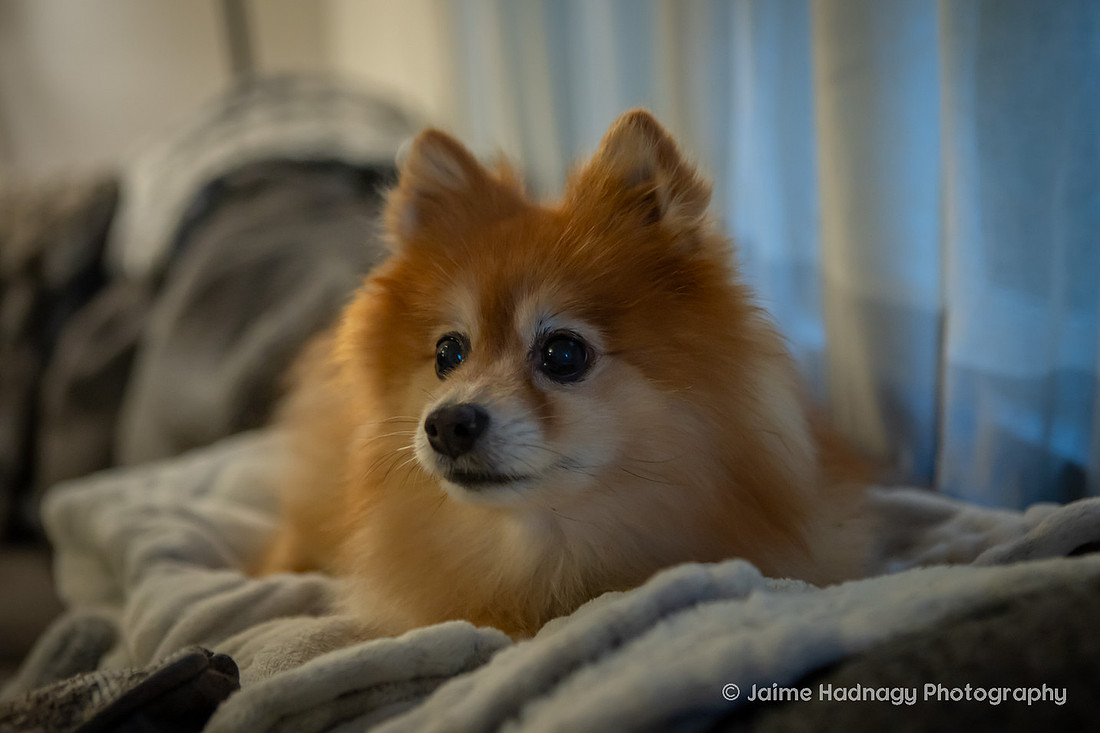 Love between a woman and her dog | Asheville Pet Photographer