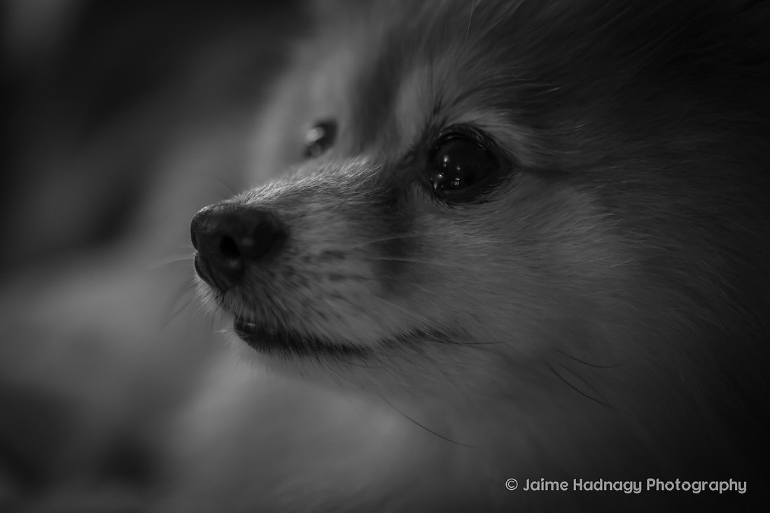 Asheville Pet Portraits | Pomeranian
