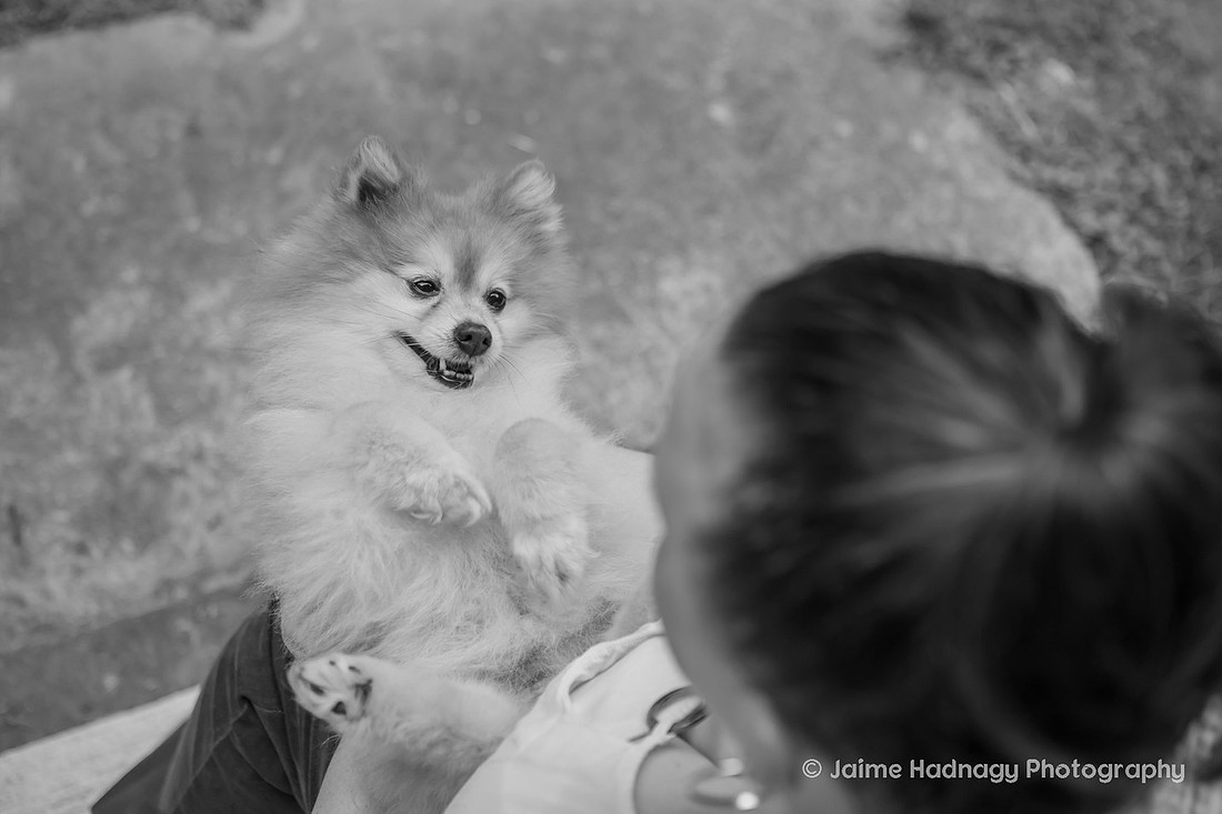 Asheville Pet Portraits | Pomeranian