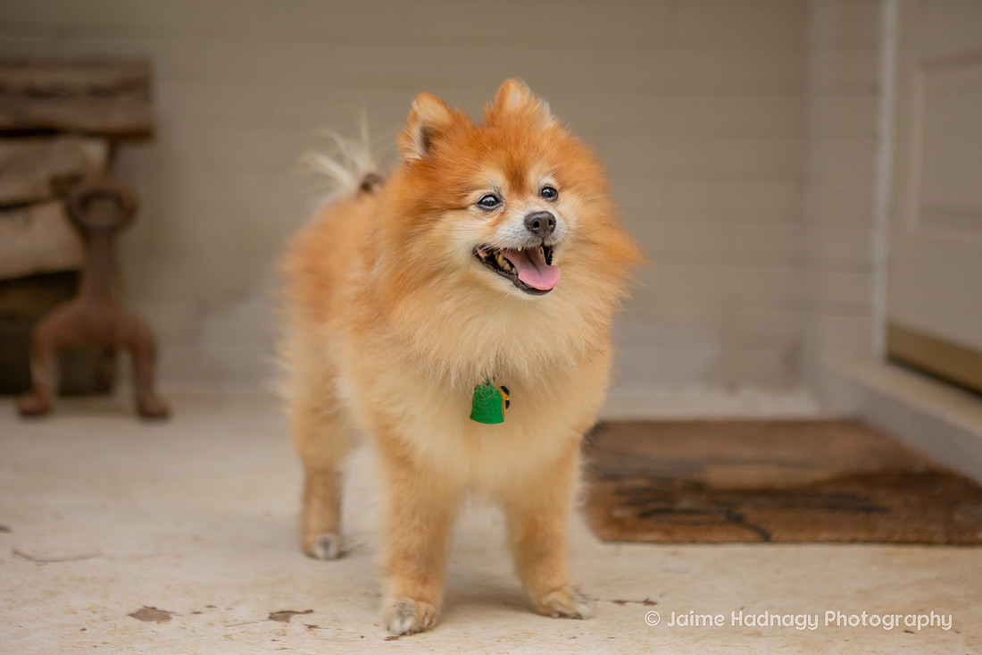 Asheville Pet Portraits | Pomeranian