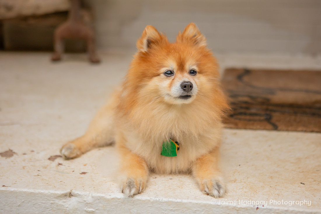 Asheville Pet Portraits | Pomeranian