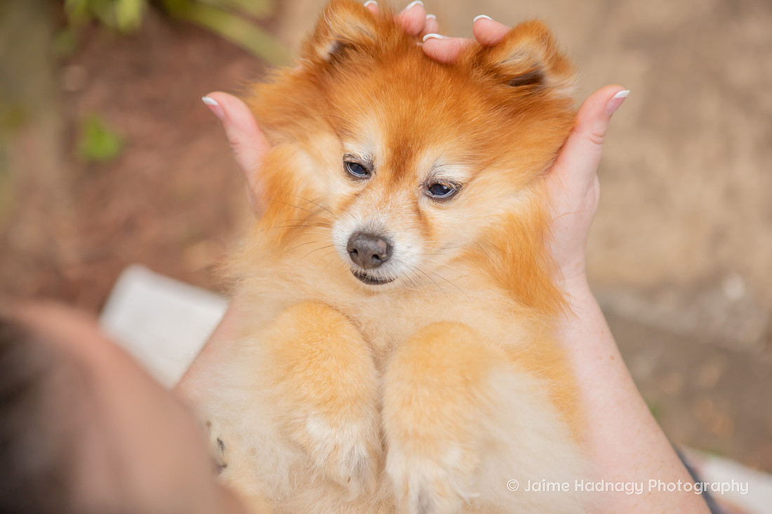 Asheville Pet Portraits | Pomeranian