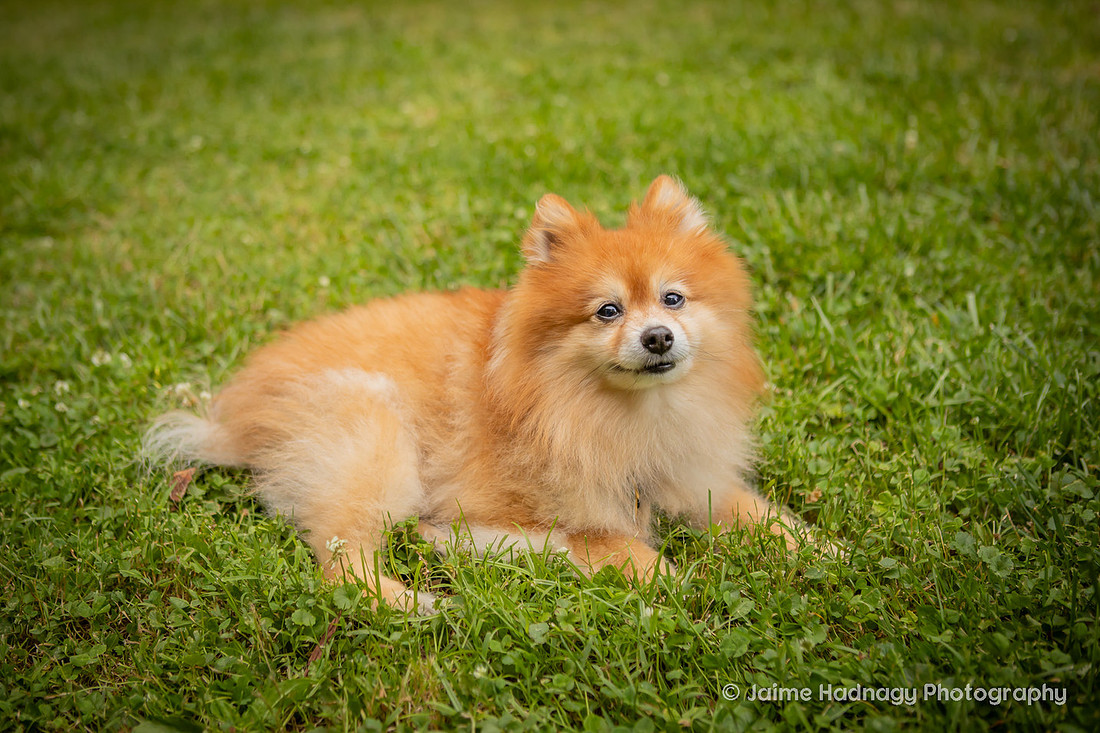Asheville Pet Portraits | Pomeranian