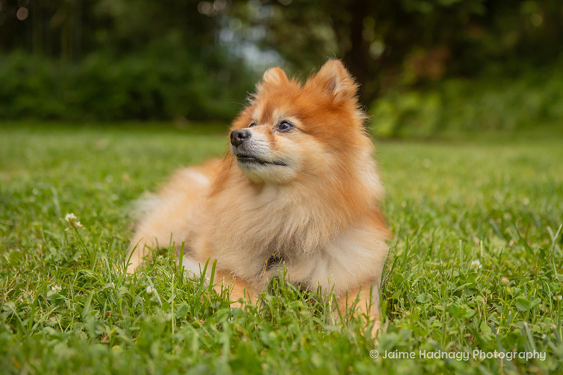 Asheville Pet Portraits | Pomeranian