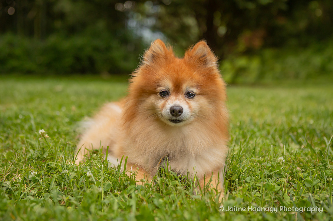 Adorable Pomeranian | Asheville Dog Photographer