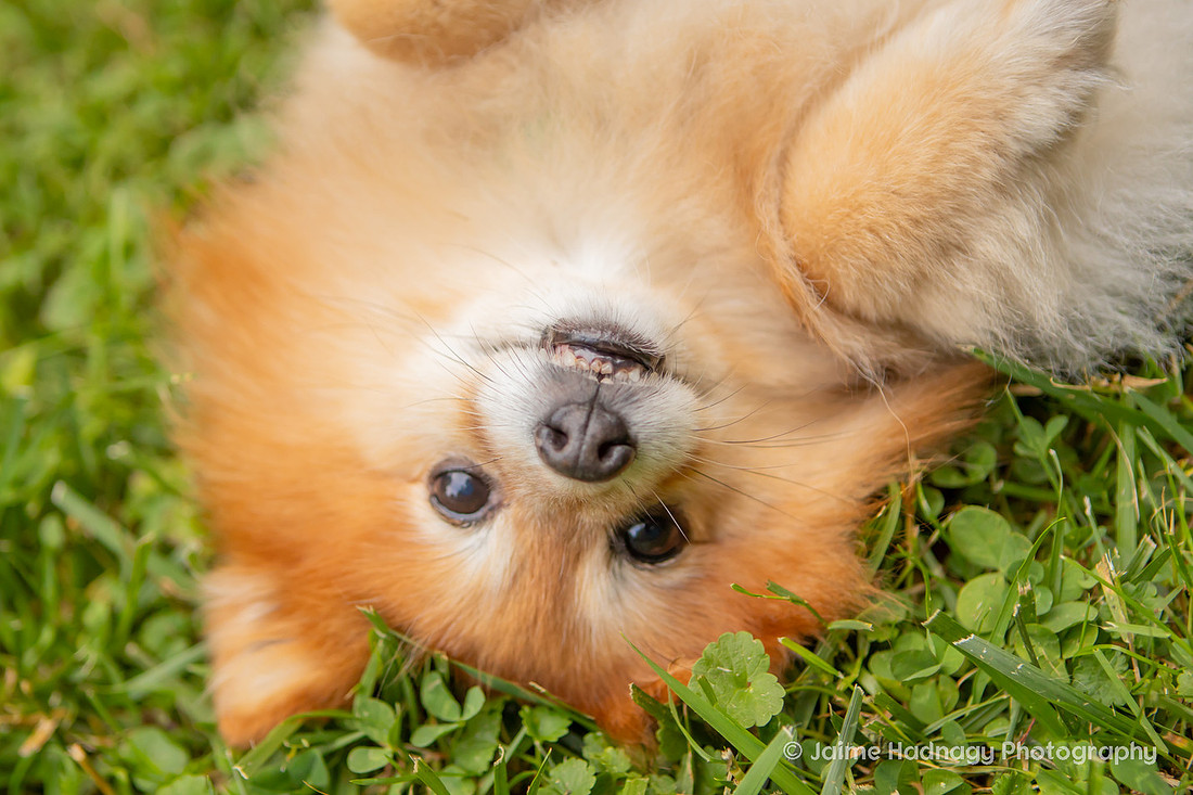 Asheville Pet Portraits | Pomeranian