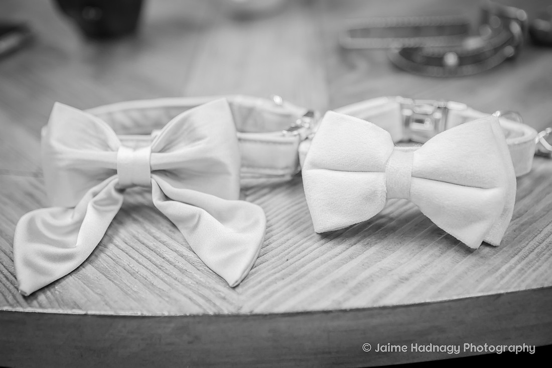 Elopement with Dogs | Asheville Wedding Photographer