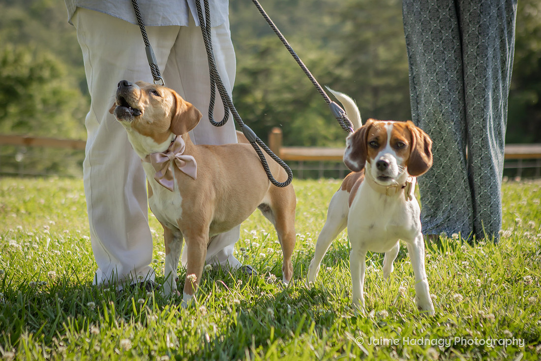 Elopement with Dogs | Asheville Wedding Photographer