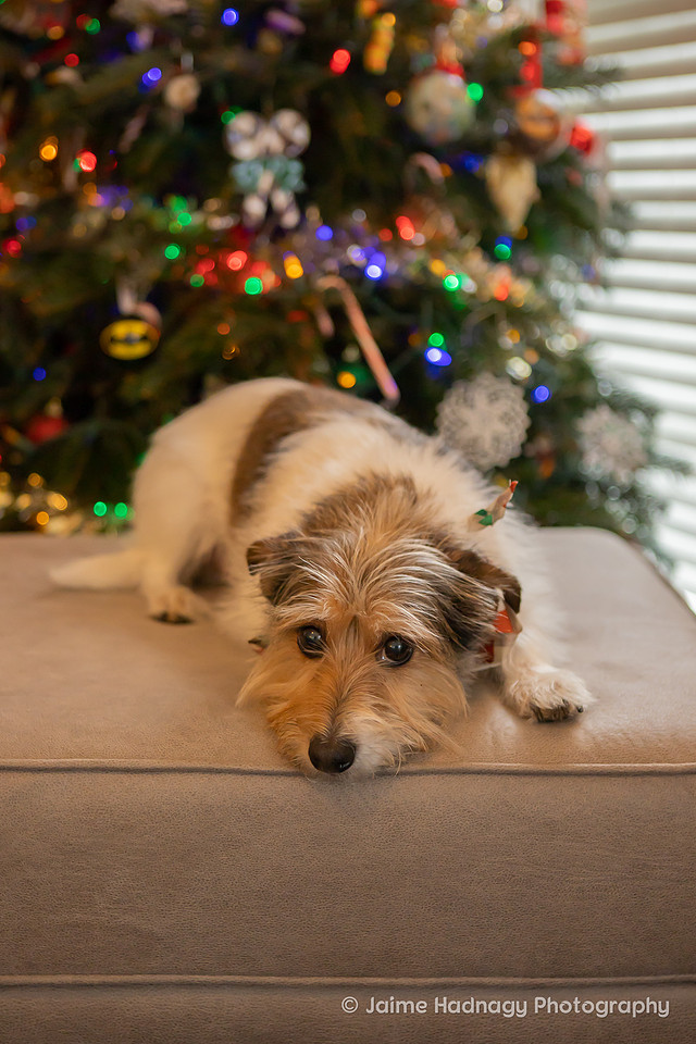 Asheville Christmas Family Photos