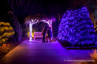 Adam & Alex: Surprise Proposal & Engagement Session at NC Arboretum Winter Lights