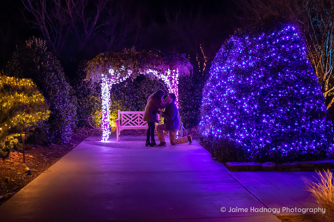 Surprise Proposal in Asheville at Arboretum Winter Lights | Engagement Photographer