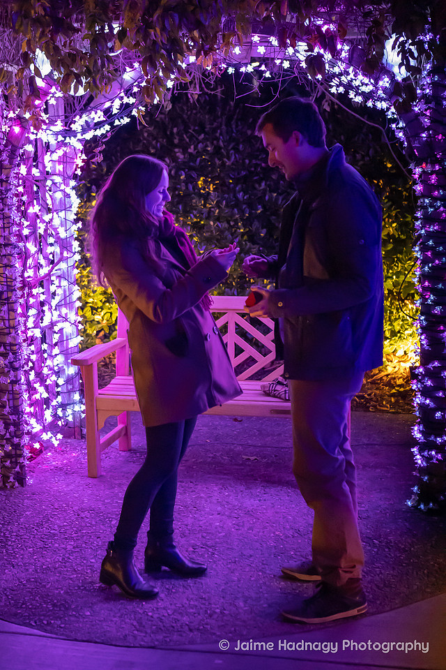 Asheville Surprise Proposal at Winter Lights NC Arboretum | Engagement Photographer