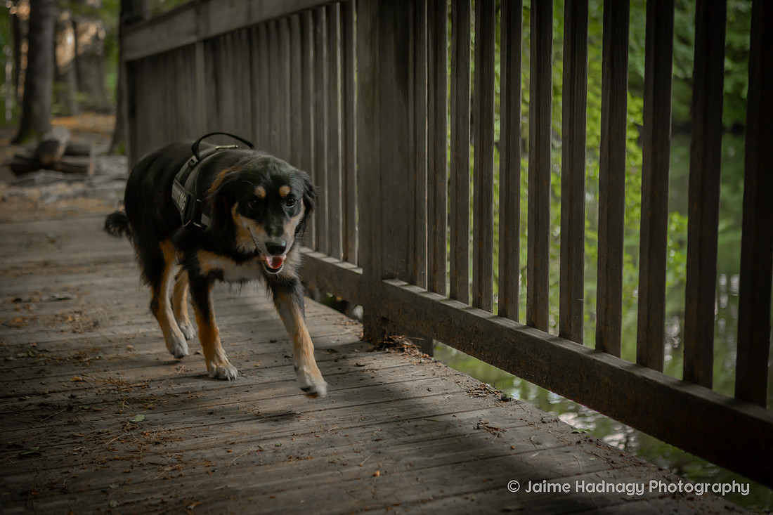 Service Dog Photos | Asheville Pet Photographer