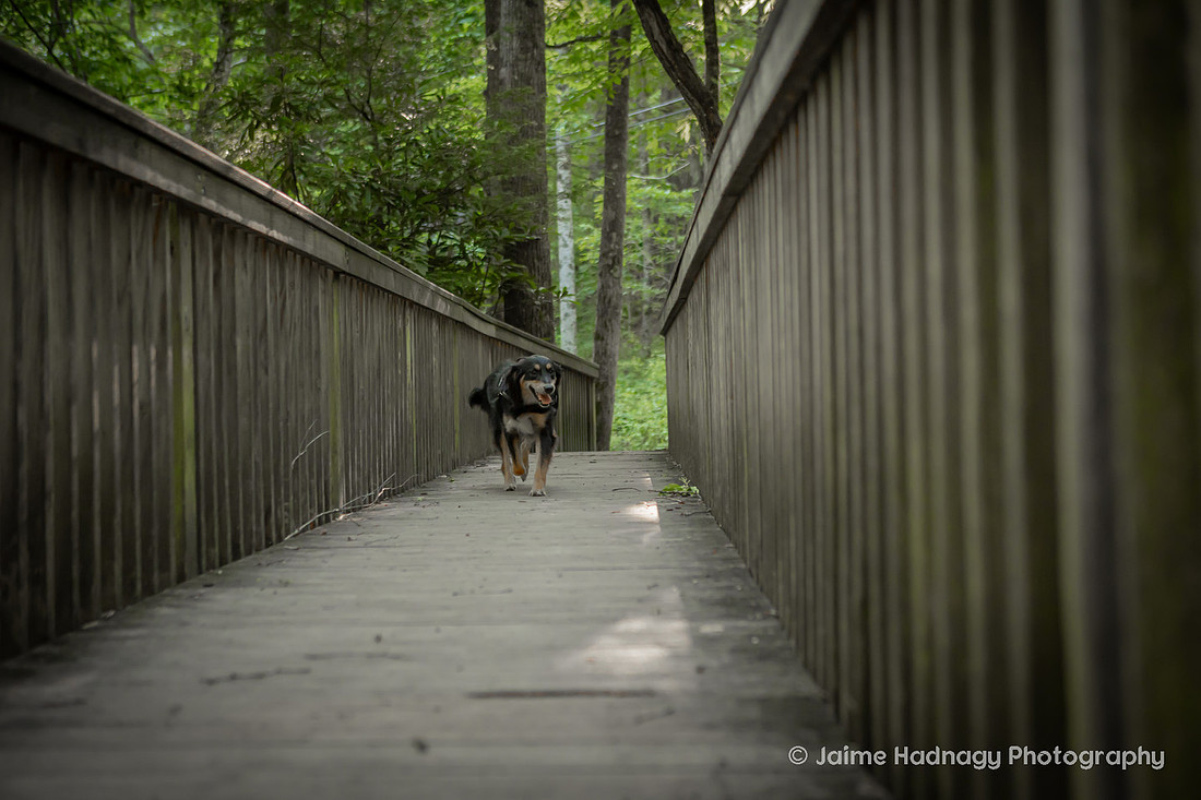 Australian Shepherd in the forest | Asheville dog photographer