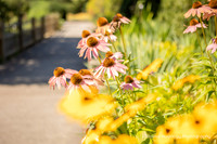 Austin & Breana: Proposal at The NC Arboretum