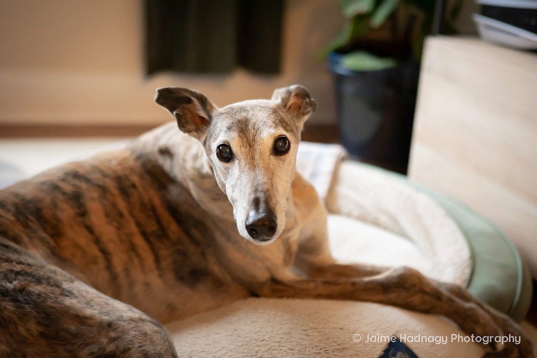 Senior Greyhound Dog Photos