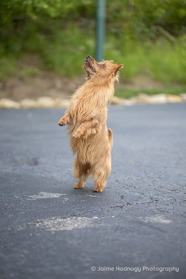 Furbaby Photoshoot | Asheville Pet Photographer