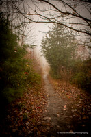 Hayden & Michelle: Foggy Max Patch Proposal