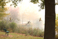 Ducks at the Park