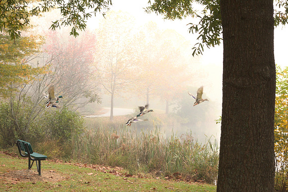 Ducks at the Park