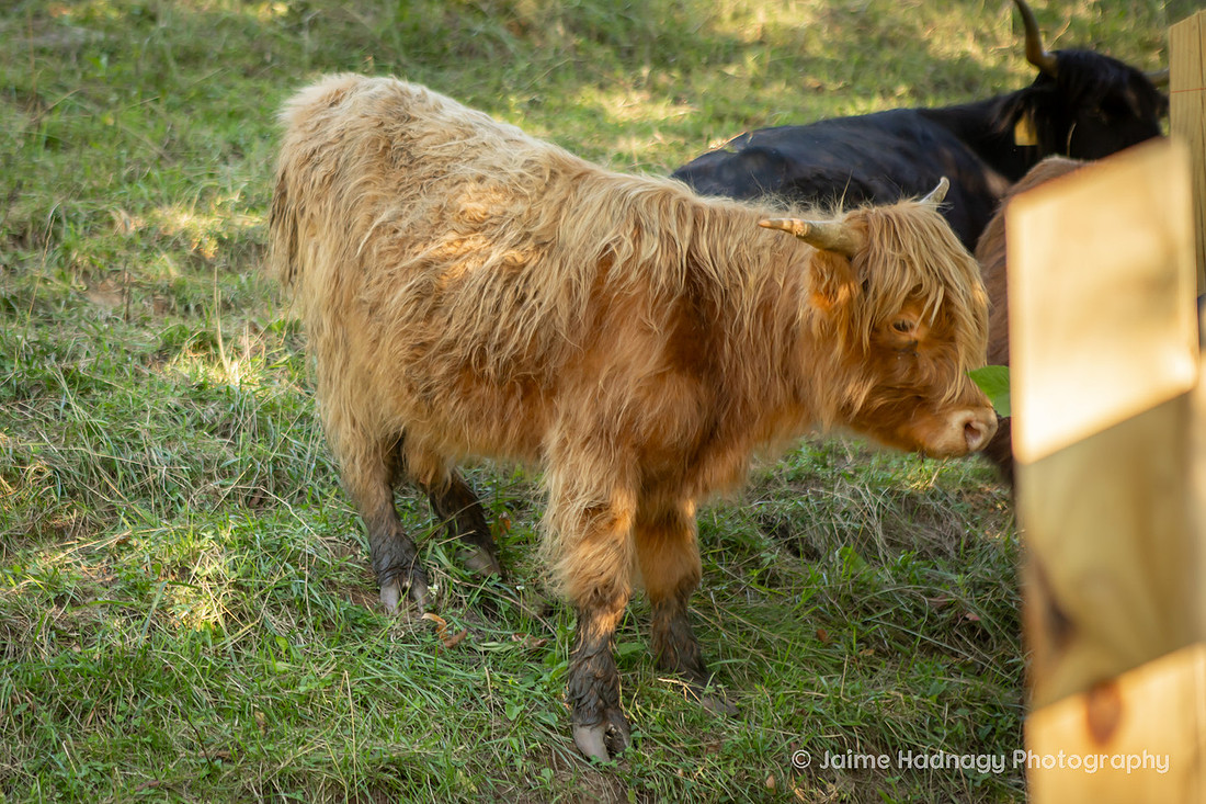 Wedding with Highland COws and Motorcycle | Asheville Elopement Photographer