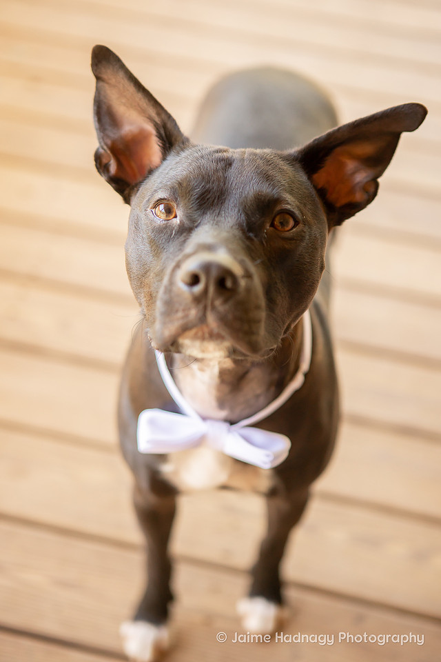 Asheville Wedding Photography