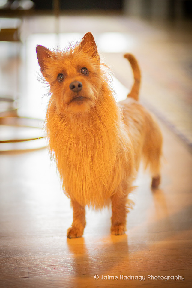 Pet Portraits in Asheville | Dog Photographer