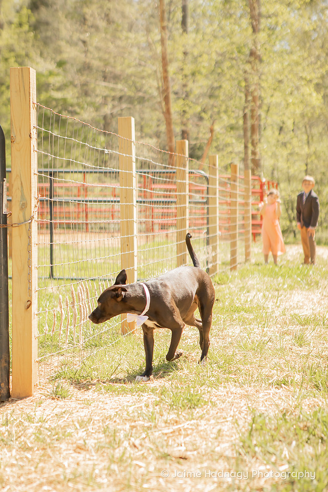 Asheville Micro Wedding | Elopement Photographer